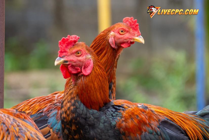 Đá Gà Đòn: Tinh Hoa & Nghệ Thuật Của Dòng Gà Chọi Việt Nam