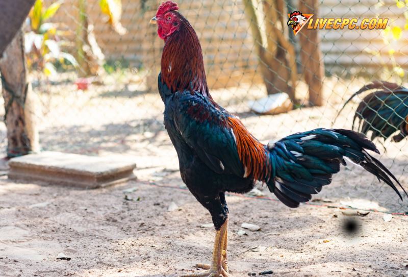 Cách Nuôi Gà Đá Bo Lớn: Bí Quyết Phát Triển Lực Đá 'Nặng Đô'