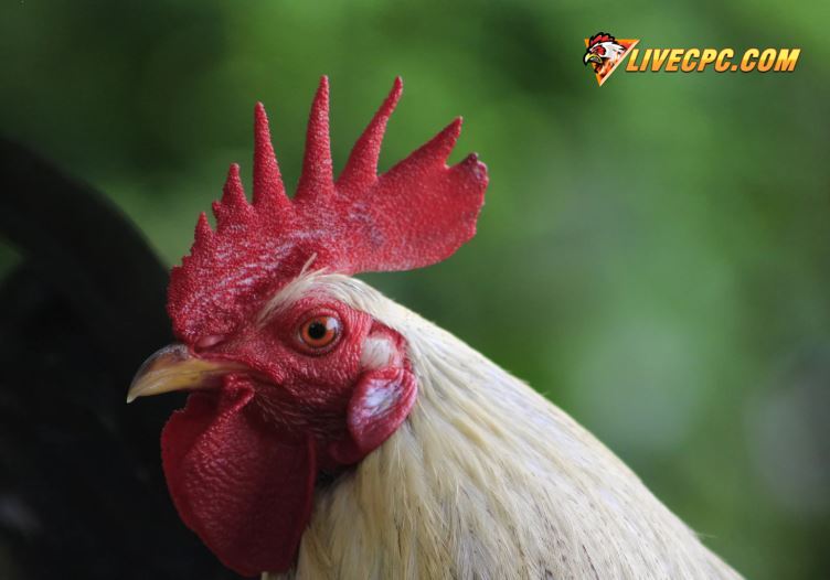 Cách Nuôi Gà Đá Hay Toàn Diện: Bí Quyết Từ Dinh Dưỡng Đến Thực Chiến
