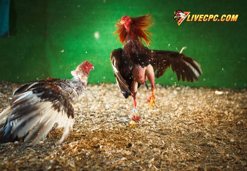 Rèn Luyện Kỹ Năng & Phản Xạ Chuyên Biệt cho Cựa Sắt