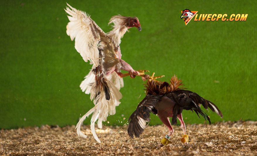 Chế độ Dinh Dưỡng và Biệt Dưỡng