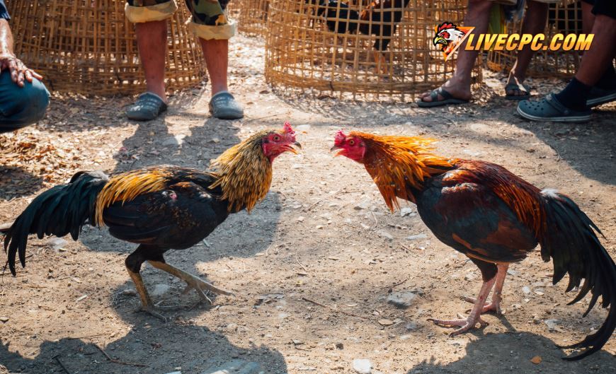 Huấn Luyện Gà Đá Cựa Sắt: Giáo Trình Bài Bản Từ A-Z Cho Sư Kê