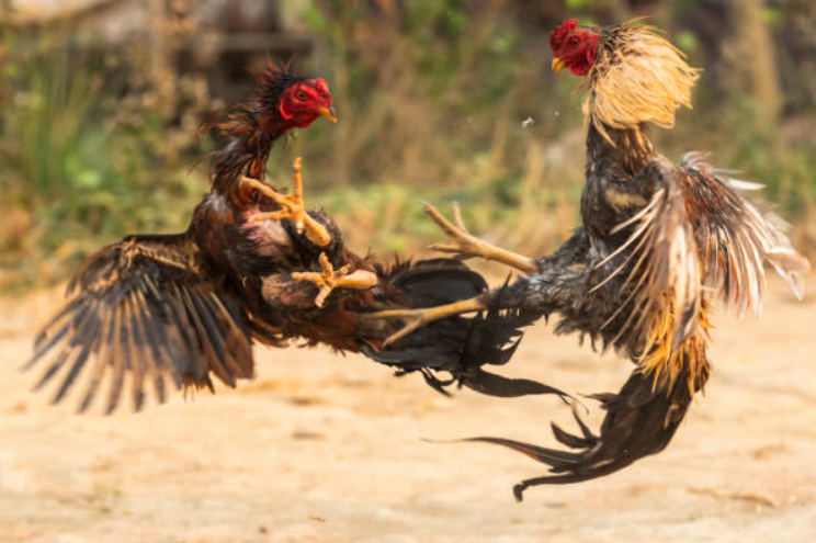 Phần 1: Hiểu Về Bệnh Đậu Gà