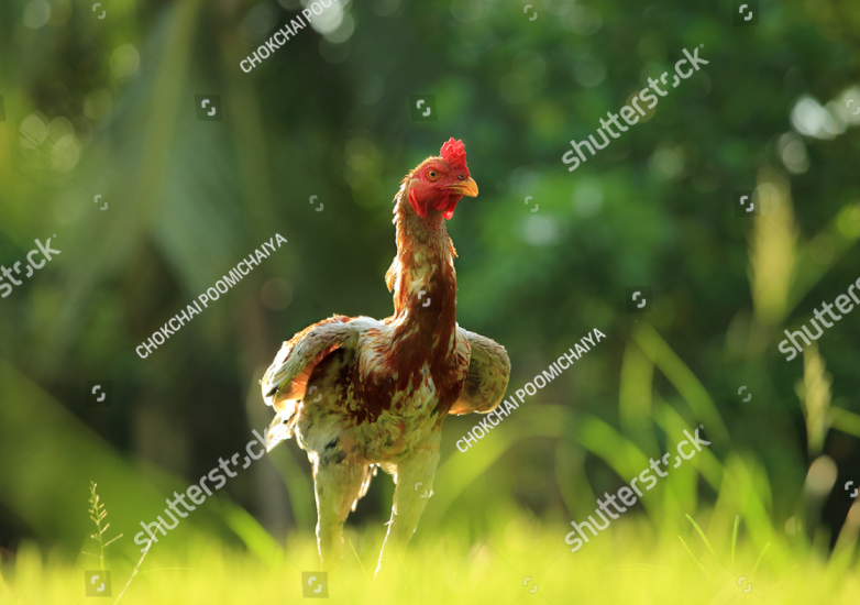 Phần 4: Phác Đồ Điều Trị Bệnh Đậu Gà