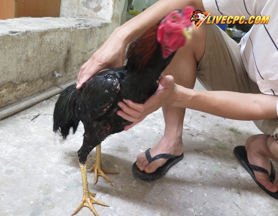 Kinh Kê Gà Chọi: Giải Mã Bí Kíp Chọn Gà Của Các Bậc Tiền Bối