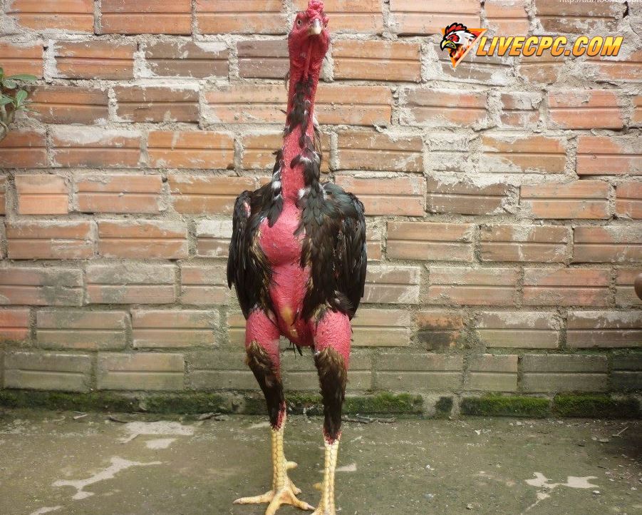 Cách áp dụng Kinh Kê vào thực tiễn cho sư kê hiện đại